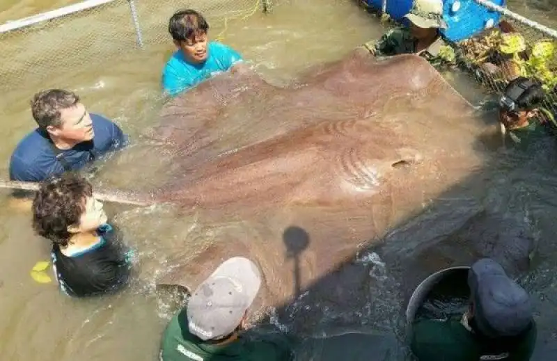 pastinaca da record pescata in cambogia 5