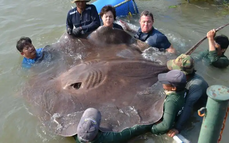 pastinaca da record pescata in cambogia 6