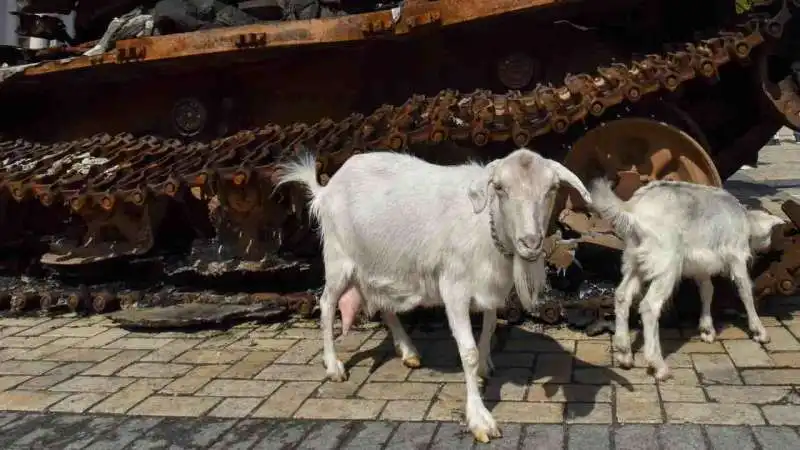 SOLDATI RUSSI FERITI DA CAPRA CHE HA FATTO ESPLODERE MINE A ZAPORIZHZHIA