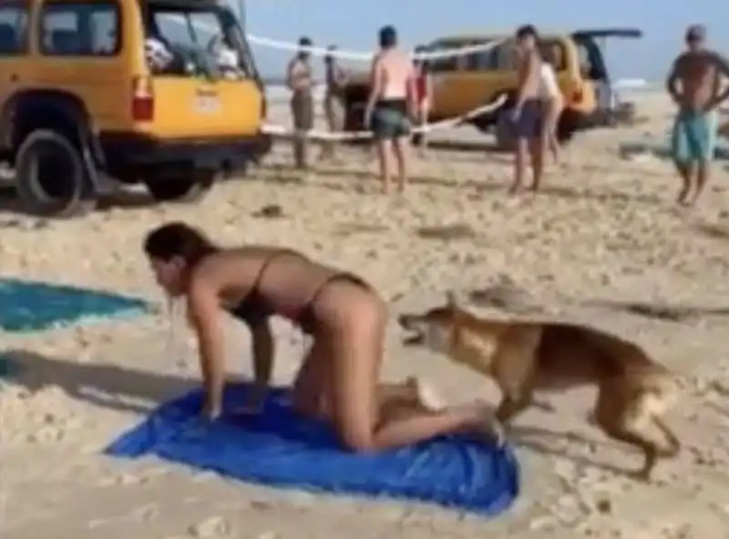 australia, cane dingo morde il sedere di una turista   1