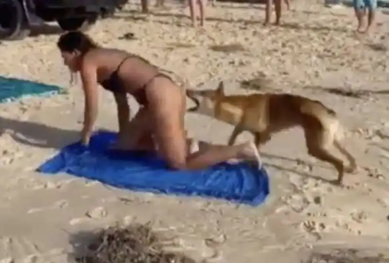 australia, cane dingo morde il sedere di una turista   2