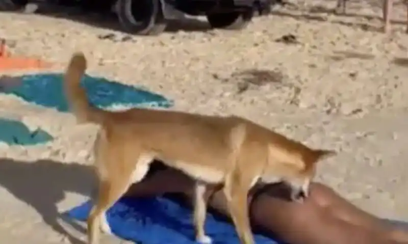 australia, cane dingo morde il sedere di una turista   4