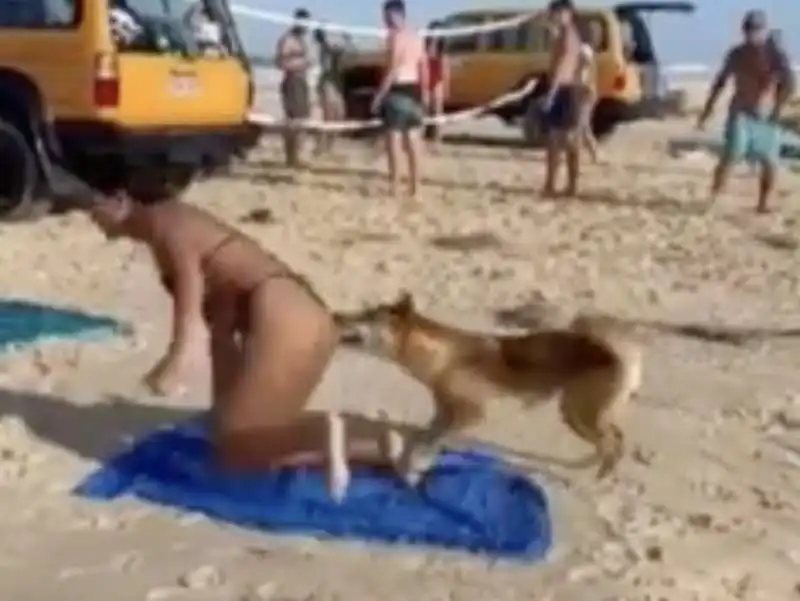 australia, cane dingo morde il sedere di una turista   5