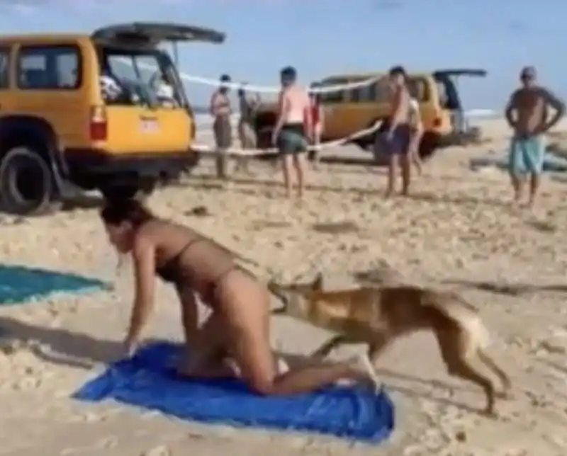 australia, cane dingo morde il sedere di una turista   6