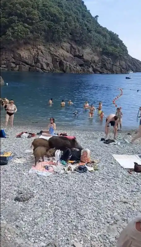 cinghiali in spiaggia a san fruttuoso di camogli   1