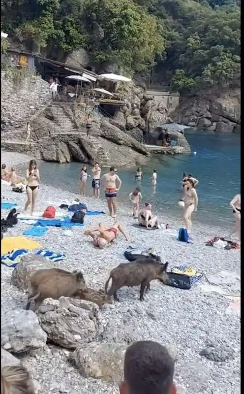 cinghiali in spiaggia a san fruttuoso di camogli   2