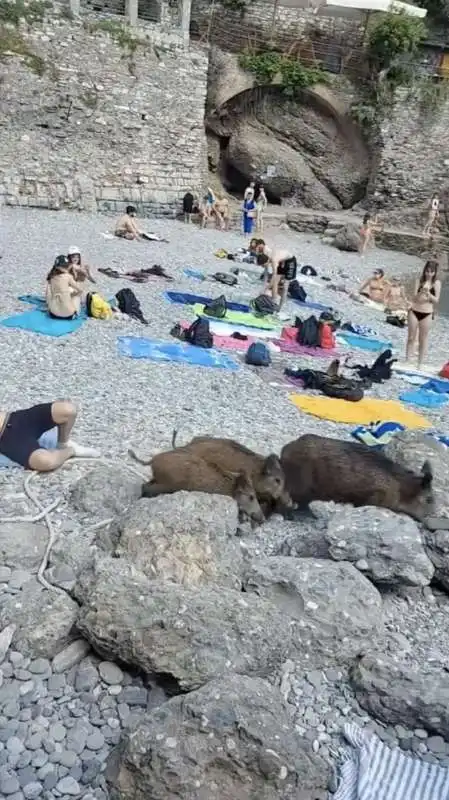 cinghiali in spiaggia a san fruttuoso di camogli   3