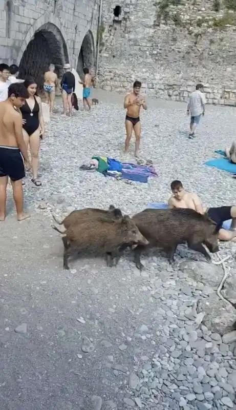 cinghiali in spiaggia a san fruttuoso di camogli   4