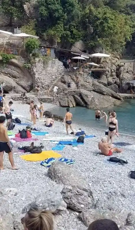 cinghiali in spiaggia a san fruttuoso di camogli   6