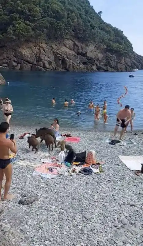 cinghiali in spiaggia a san fruttuoso di camogli   7