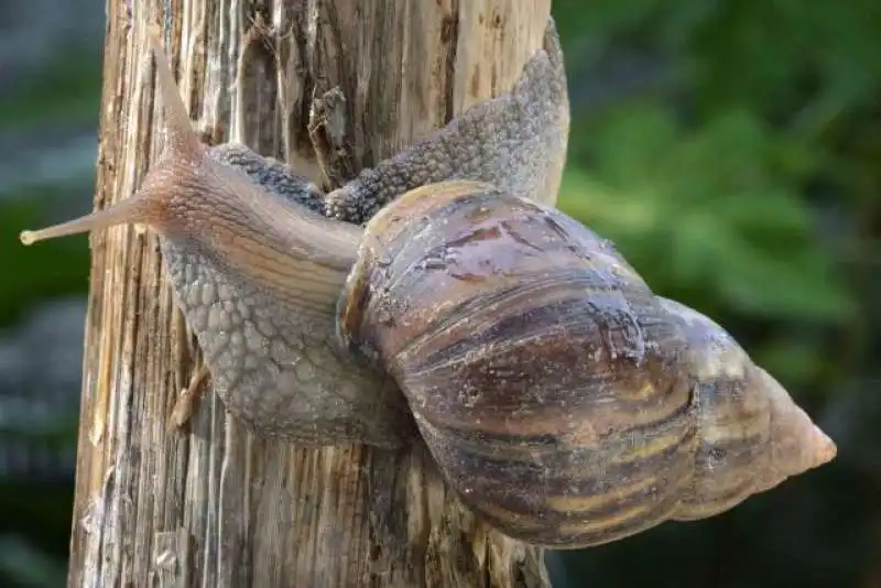 lumaca gigante africana 6