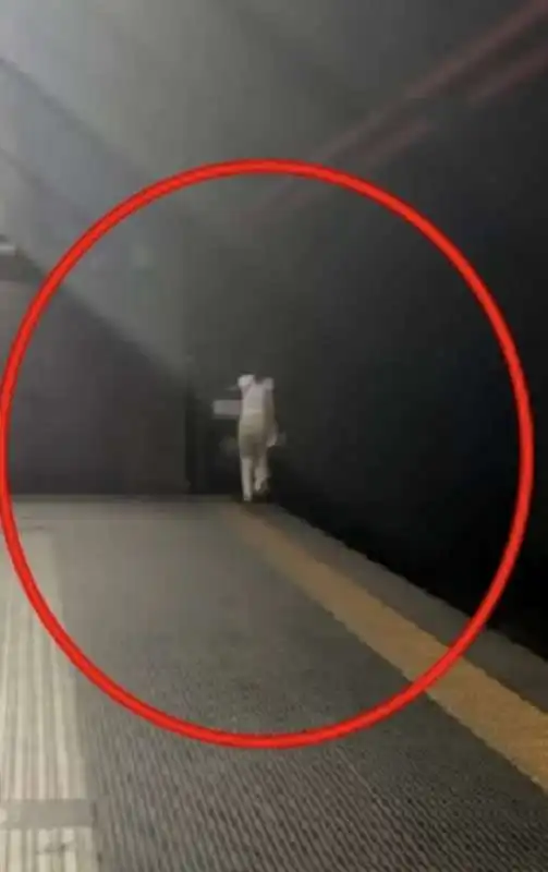 aggressione simone cicalone nella metro di roma  