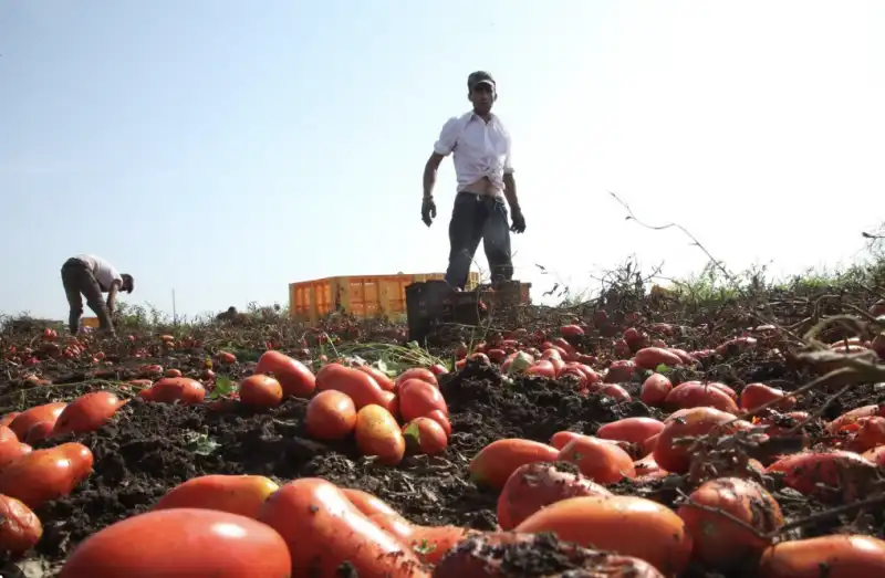 braccianti agricoli 2