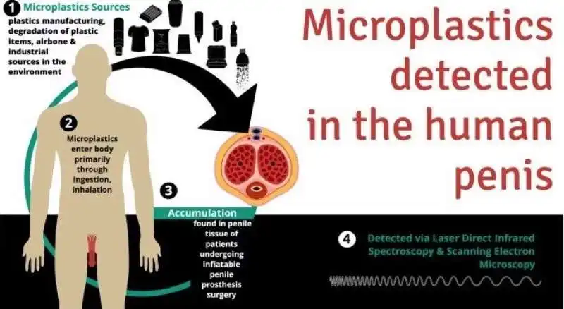 microplastiche trovate nel tessuto del pene  