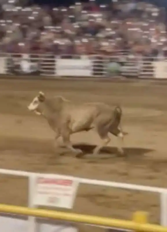 toro si lancia sugli spalti durante un rodeo in oregon 8