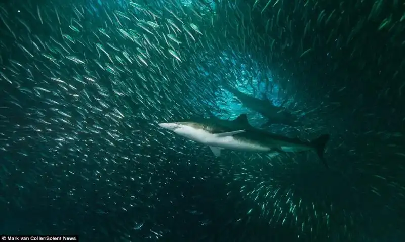 CORSA DELLE SARDINE 