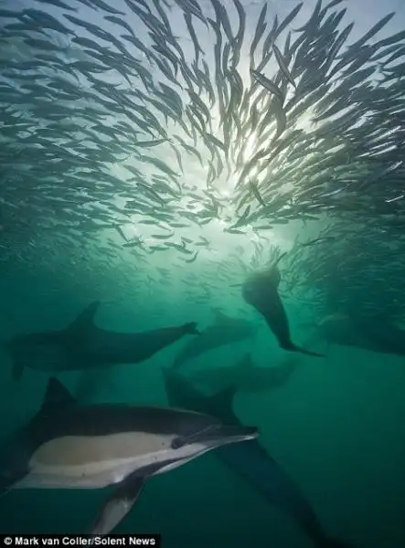 CORSA DELLE SARDINE 