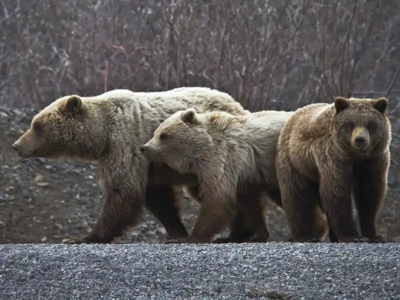 DENALI NATIONAL PARK AND PRESERVE ALASKA 