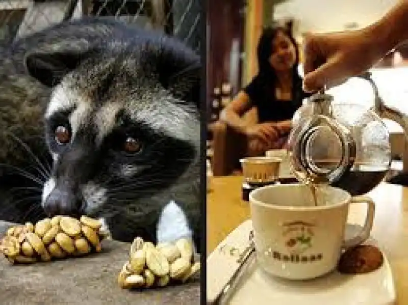 KOPI LUWAK 