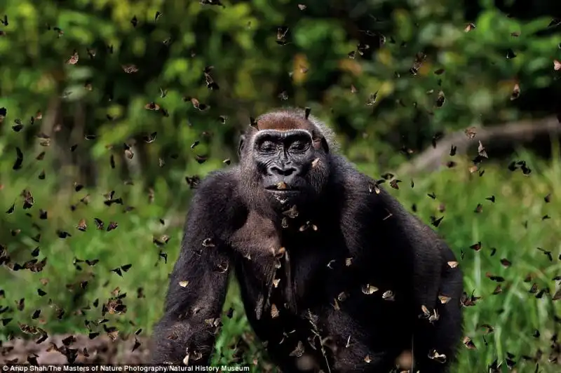 THE MASTERS OF NATURE PHOTOGRAPHY ANUP SHAH 