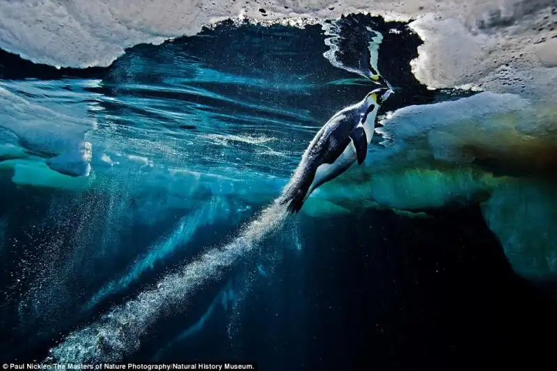 THE MASTERS OF NATURE PHOTOGRAPHY PAUL NICKLEN 