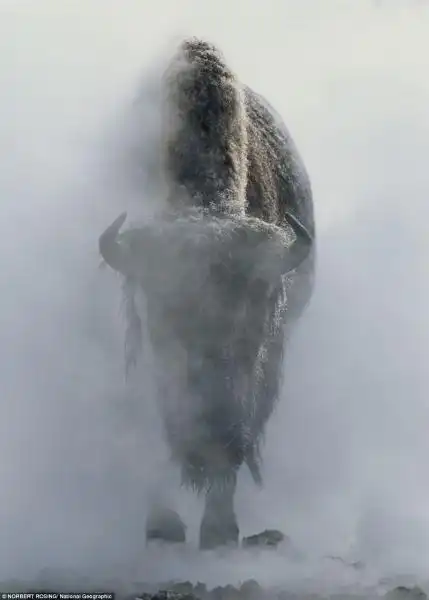 NATIONAL GEOGRAPHIC - BISONTE NELLO YELLOWSTONE NATIONAL PARK