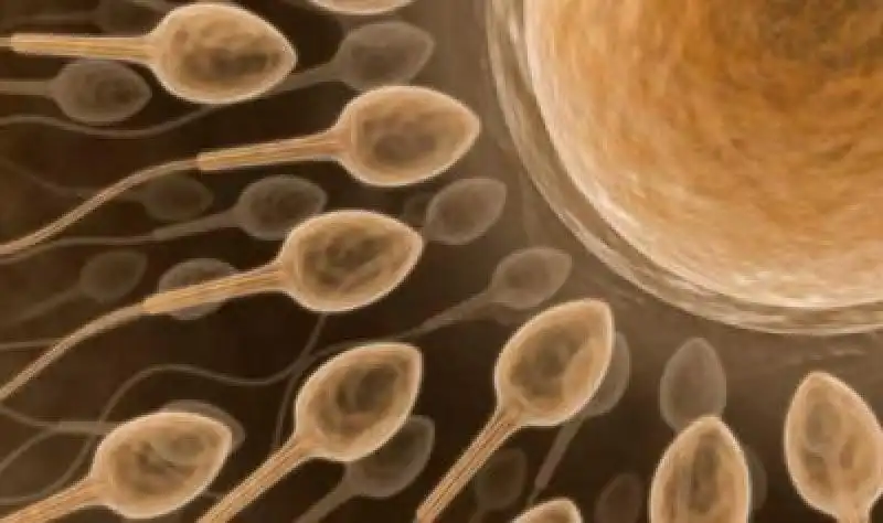 SPERMATOZOI jpeg