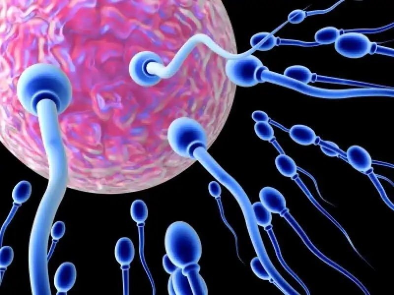 SPERMATOZOI jpeg