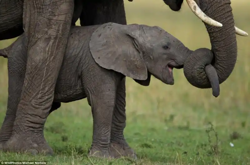 WILDPHOTOS CUCCIOLO DI ELEFANTE AL SERENGETI NATIONAL PARK DI MICHAEL NICHOLS 