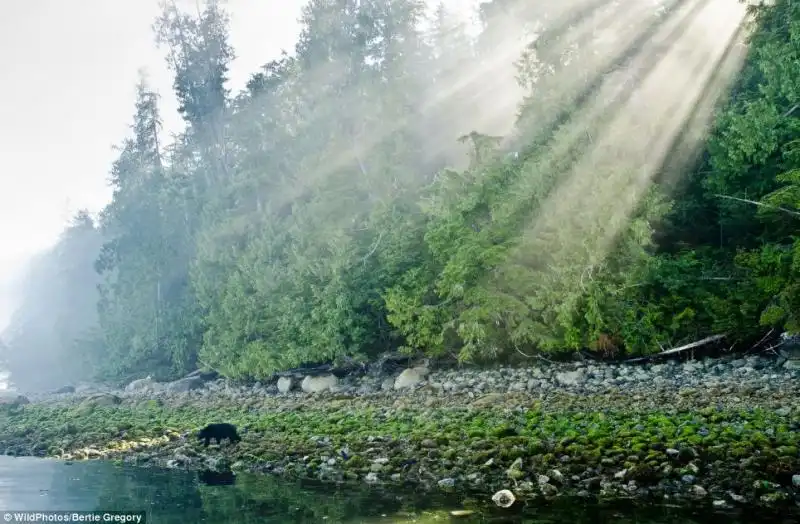 WILDPHOTOS ORSO IN UN FIUME DI BERTIE GREGORY 