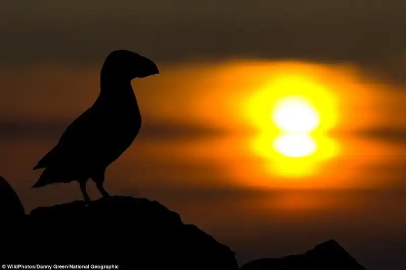 WILDPHOTOS PULCINELLA DI MARE IN SCOZIA DI DANNY GREEN 