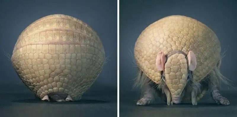 armadillo posa per flach