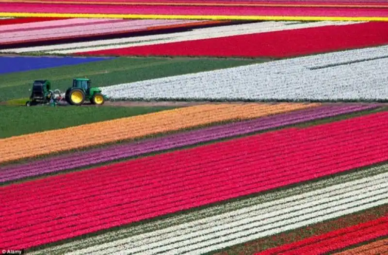 fioritura dei tulipani in olanda