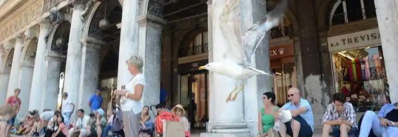 Gabbiano a Venezia 