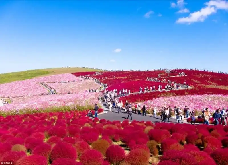 hitachi seaside park in giappone