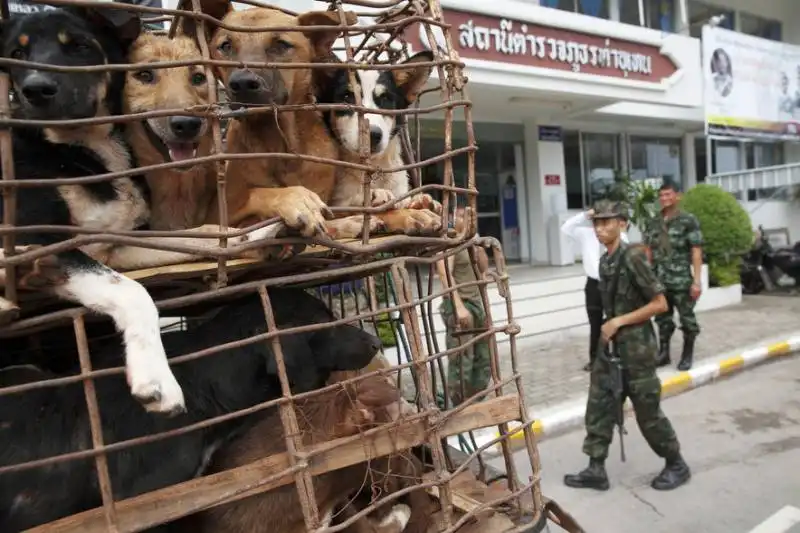 mercato illegale dei cani in thailandia