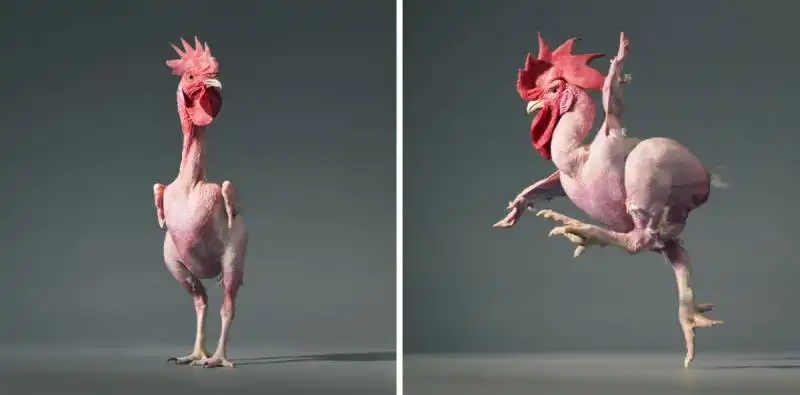 pollo che danza