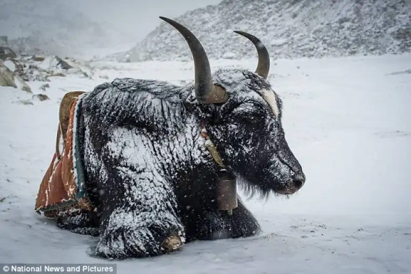 yak del nepal