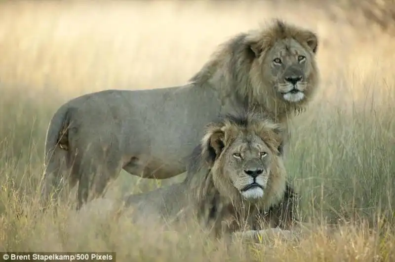 cecil e jericho il leone che potrebbe uccidere i suoi cuccioli