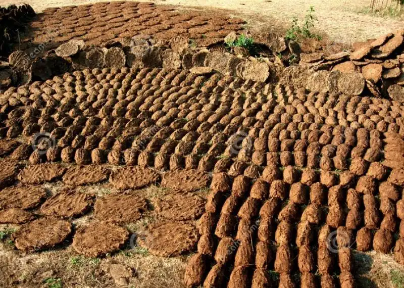 FERTILIZZANTE OTTENUTO DAL LETAME DI MUCCA