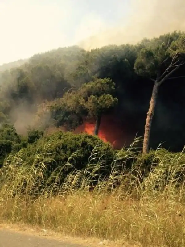 FIUMICINO INCENDIO PINETA 1