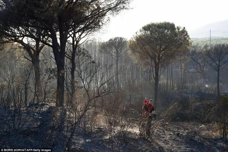 foresta bruciata nel van