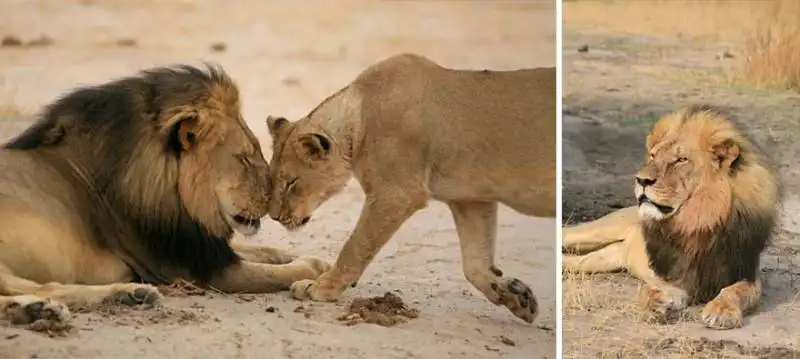 il leone cecil del parco dello zimbabwe