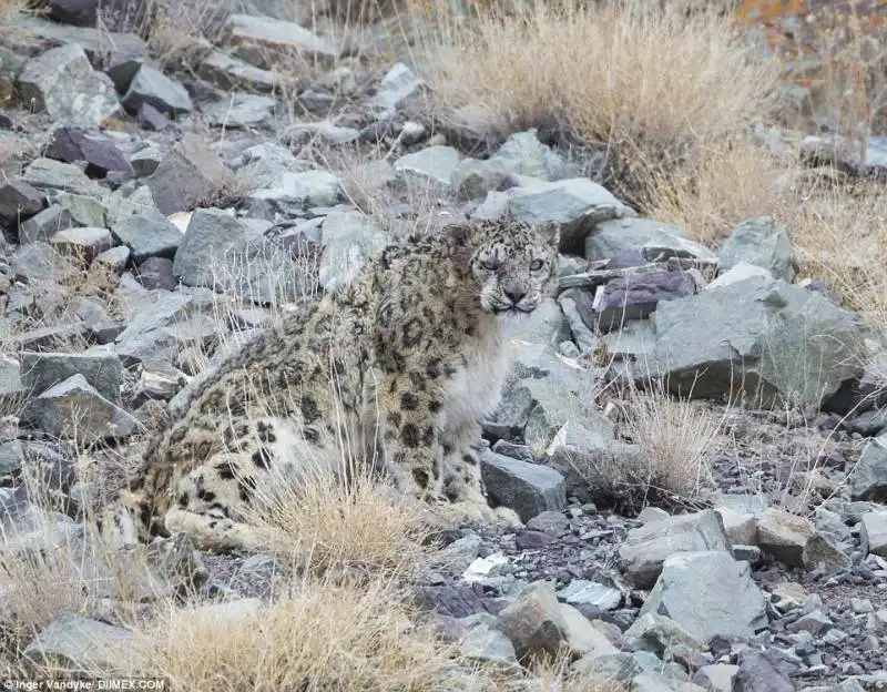 leopardo delle nevi 4