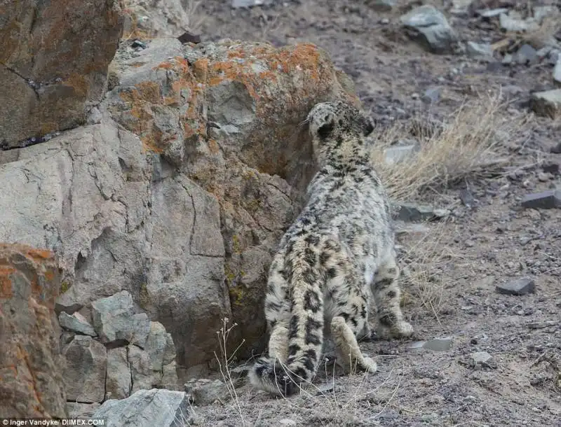 leopardo delle nevi 5