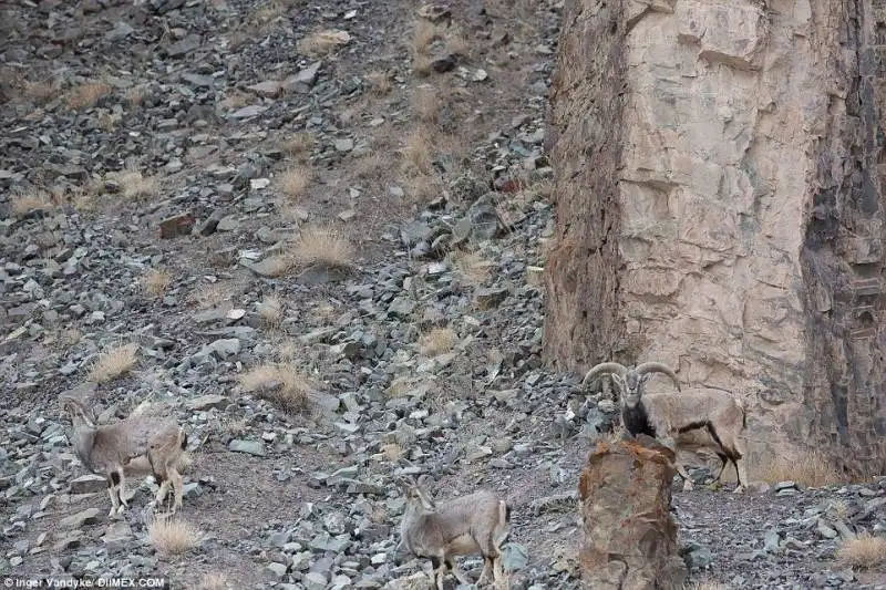 leopardo in agguato