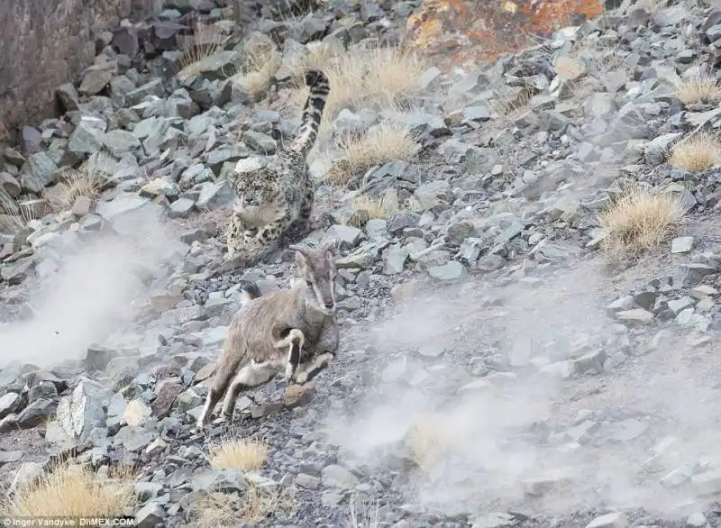 leopardo insegue capra