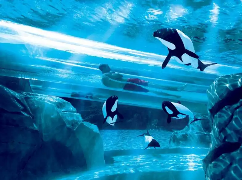 seaworld aquatica a orlando