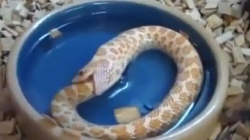 serpente si mangia da solo