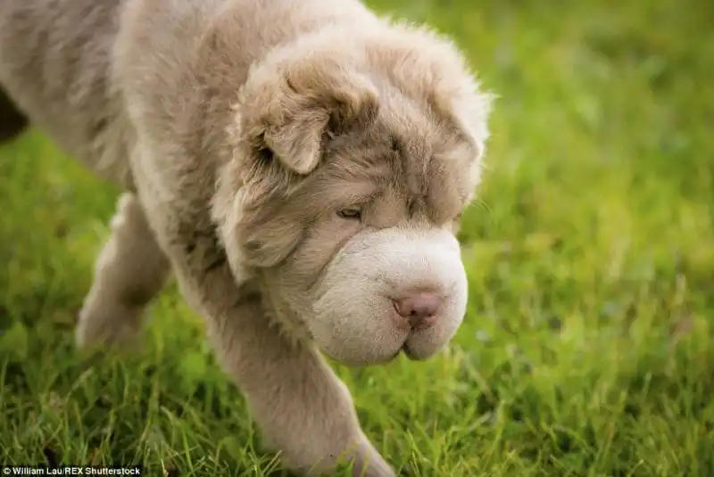 shar pei 11